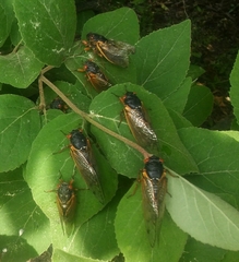 Magicicada septendecim