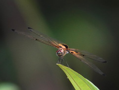 Rhyothemis phyllis