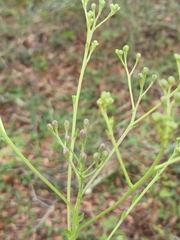 Carphephorus odoratissimus