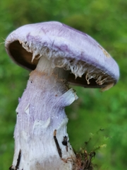 Cortinarius traganus