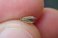 Stenotus binotatus