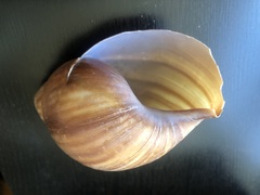 Lissachatina immaculata