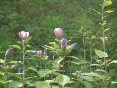Hibiscus syriacus