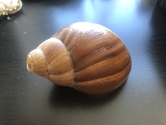 Lissachatina immaculata