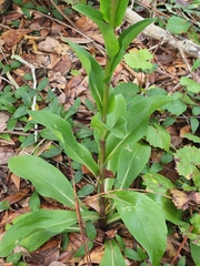 Carphephorus odoratissimus