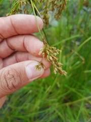 Scirpus pedicellatus