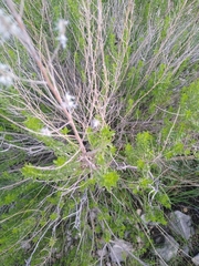 Brickellia laciniata