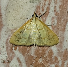Pyraustinae