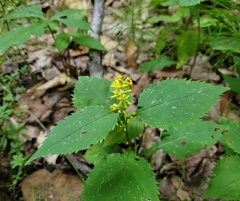 Solidago flexicaulis