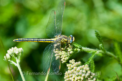 Gomphus pulchellus