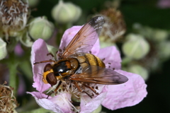 Volucella inanis