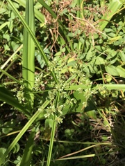 Cyperus virens