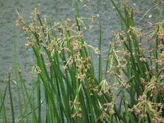 Schoenoplectus triqueter