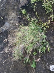 Capillipedium kwashotensis