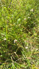 Persicaria sagittata