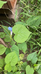 Ipomoea hederacea