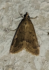 Achyra rantalis
