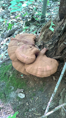 Ganoderma