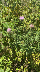 Cirsium discolor