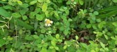Tridax procumbens