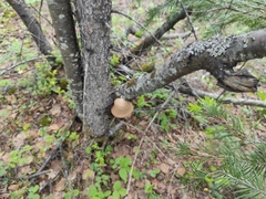 Abies sibirica