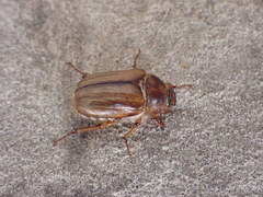 Amphimallon