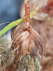 Scirpus pedicellatus