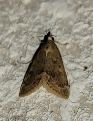 Achyra rantalis