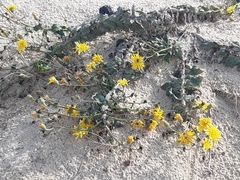 Hieracium eriophorum