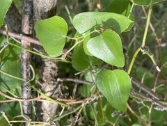 Smilax aspera