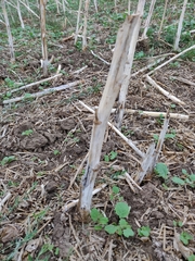 Brassica napus