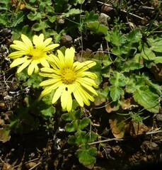 Arctotheca prostrata