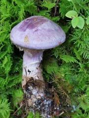 Cortinarius traganus