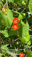 Ipomoea coccinea