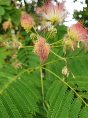 Albizia julibrissin