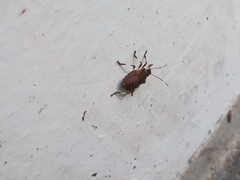 Halyomorpha halys