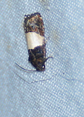 Epiblema tripartitana