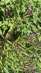 Vernonia noveboracensis