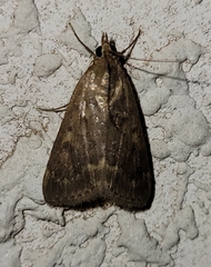 Achyra rantalis