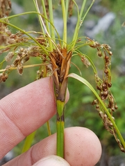 Scirpus pedicellatus