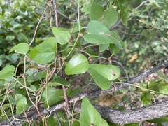 Smilax aspera