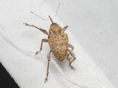 Curculio occidentis