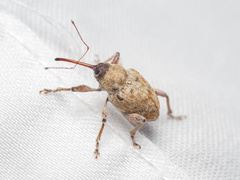 Curculio occidentis