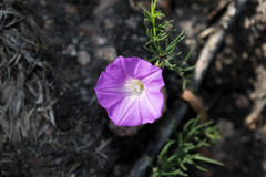 Ipomoea capillacea