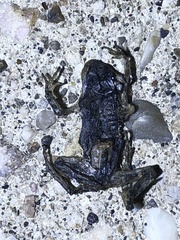 Pseudacris maculata
