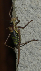 Ephippiger diurnus