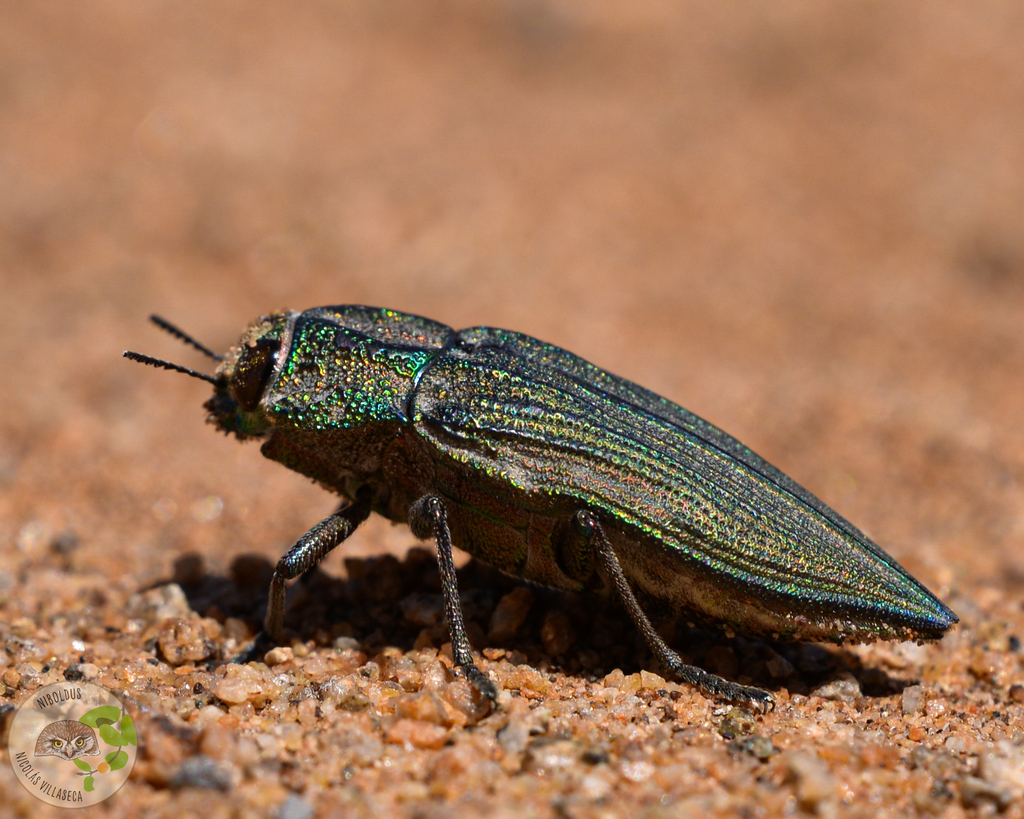 Ectinogonia fastidiosa