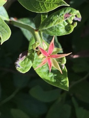 Vaccinium myrtilloides