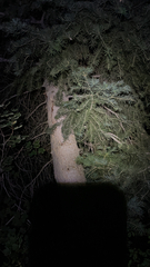 Abies concolor
