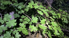 Acer grandidentatum